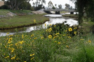 Beautiful California sunflowers are a native plant that is commonly found along the banks of lower Rose Creek.