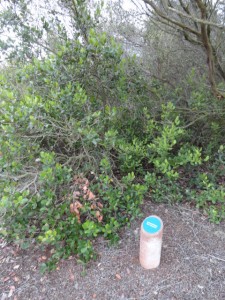 One of Chris Zaleski's signs that identifies a lemonadeberry plant native to the Rose Creek Watershed.