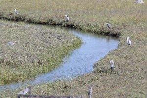 Kendall-Frost Marsh provides many opportunities for bird-watching. "Fishing Class 101 for Great Blue Herons" by Roy Little.