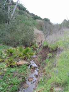 Lakehurst Canyon, a tributary of San Clemente Creek, is degraded by erosion and invasive non-native palms.