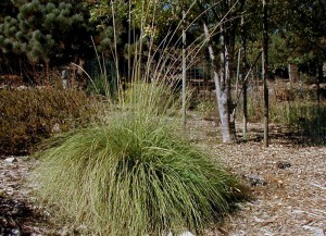 Deergrass is one of many attractive California-friendly alternatives to pampas grass.