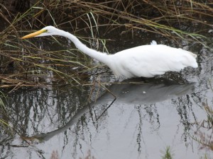 The Mission Bay Marshes serve as critical foraging grounds for many species of birds, including the great egret. Photo by Roy Little.