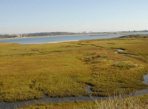 The Kendall Frost marsh is located near the mouth of Rose Creek where the creek enters Mission Bay. It is an ecological treasure managed by the University of California.