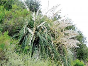 Invasive plants such as pampas grass have taken over the Rose Creek Corridor and provide homes for pests such as rats. This overgrown brush can also provide places in which people engaged in illegal activities can hide