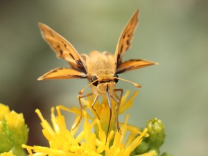 A woodland skipper on golden bush, a native California plant found in the Rose Creek Watershed. Photo by Roy Little.