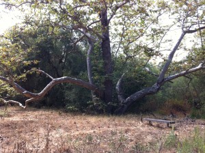 Giant sycamore trees offer a beautiful setting for recreation in Marian Bear Memorial Park.