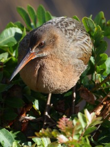 The endangered light-footed clapper rail makes its home in the Mission Bay Marshes.