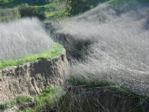 Water that moves too quickly throughout the watershed degrades habitat quality by causing channel incision.