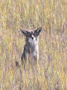 Evidence of top predators such as coyote, bobcat and mountain lion are often found in the Rose Creek Watershed. Photo by Roy Little.