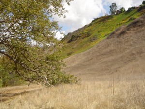 Ice plant “invading” Marian Bear Memorial Park from a Clairemont backyard. Most homeowners don’t realize the detrimental impacts of exotic invasive species on native plants and wildlife. Photo: San Diego Earthworks