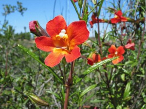 The Native California Monkey Flower is reasonably fire safe and has a long bloom cycle in the Rose Creek Watershed. Monkey flowers can be seen in bloom for months in the spring the canyons of Clairemont and University City. Photo: Walter Shaw