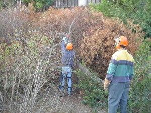 Brush clearing in Rose Canyon by members of the Rose Canyon Recreation Council. Photo: San Diego Earthworks