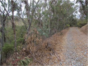 Eucalyptus trees created a "dead zone" along this slope of Rose Canyon where no native plants or animals could be found.