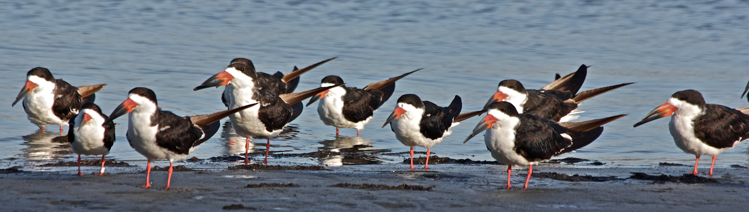 black-skimmers