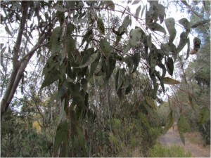 The diseased eucalyptus trees posed a safety issue due to fire and hazard and falling limbs.