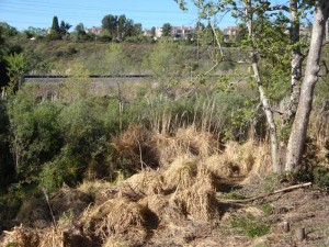 One year after the initial spraying, the dead leaves of the pampas grass plants are decaying back into the environment and will eventually allow room for native plants to flourish.