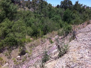 One year after the eucalyptus trees were removed, native oak saplings are sprouting and UCHS students document the return of native birds to the area.