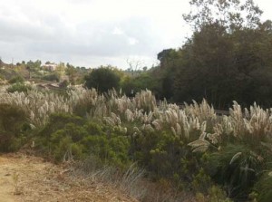 Some areas of Rose Canyon were overrun with invasive pampas grass.