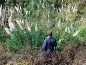 Licensed contractors mixed blue dye into the herbicide to keep track of which plants had been sprayed.